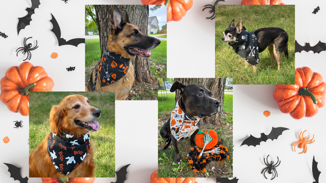 Four Dogs wearing bandanas