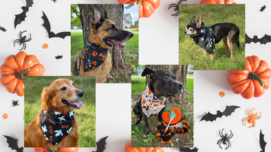 Four Dogs wearing bandanas