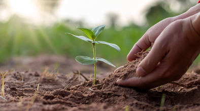 Planting a sprout