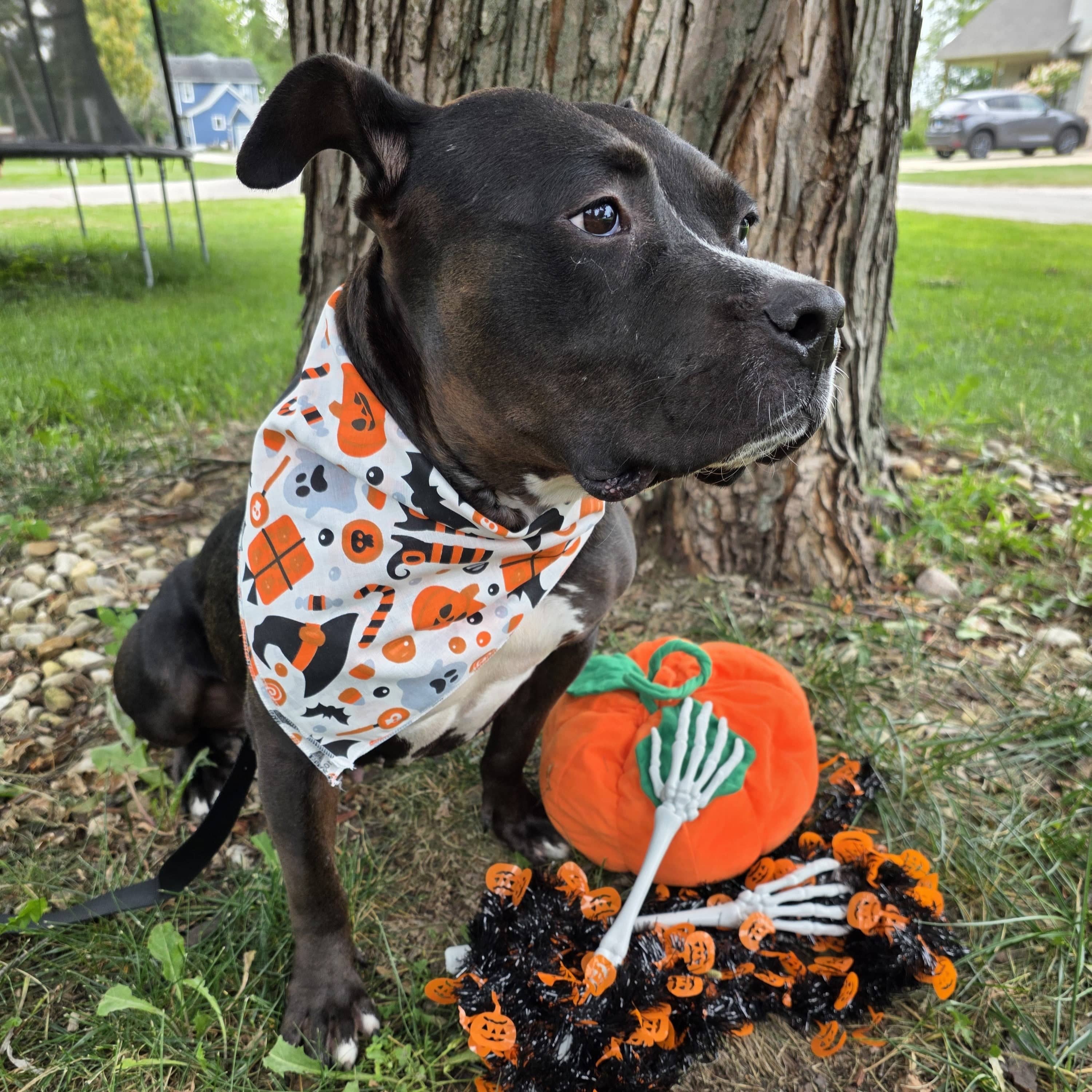 CTM® Witches and Hats Halloween Print Holiday Bandana - White