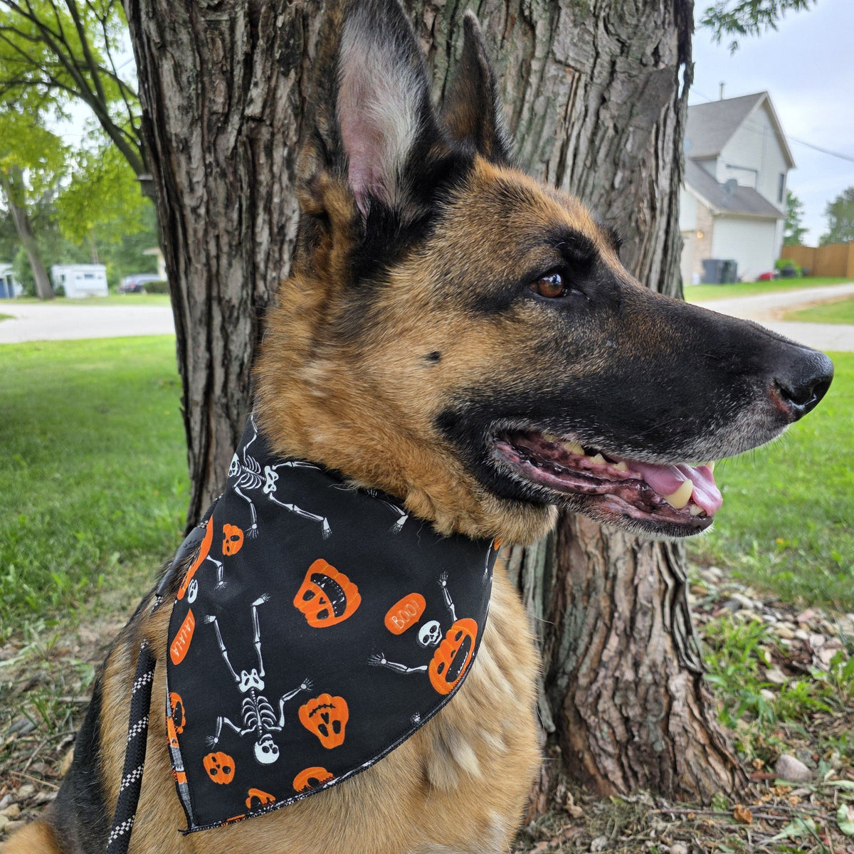 CTM® Glow in the Dark Skeletons and Pumpkins Halloween Print Holiday Bandana - Black