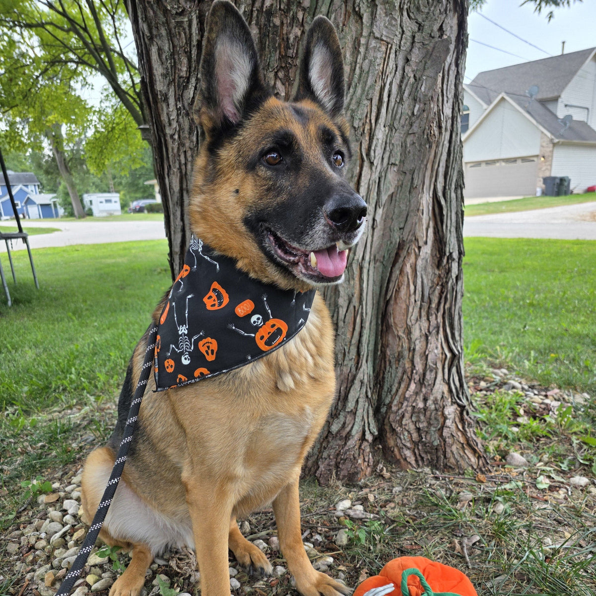 CTM® Glow in the Dark Skeletons and Pumpkins Halloween Print Holiday Bandana - Black