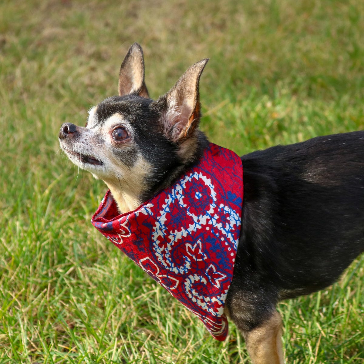 CTM® Extra Large 27 Inch Rustic Paisley Print Bandana - Red/Indigo