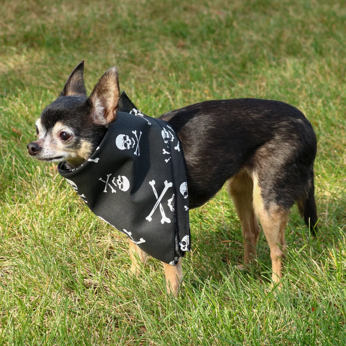 CTM® Skull & Crossbones Bandana - Black