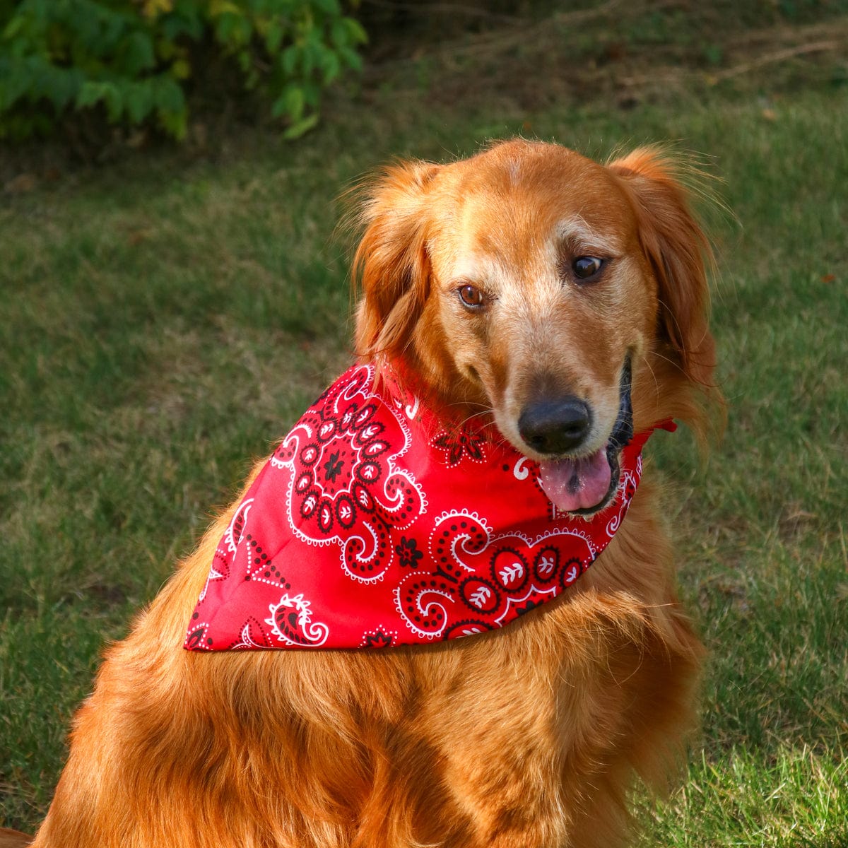 CTM® 27 Inch Extra Large Cotton Paisley Bandana (Pack of 6) - Red